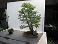 Botanical Gardens 2010 0465